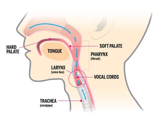 voice diagram